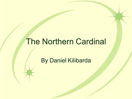 The Northern Cardinal By Daniel Kilibarda. Stages of Life Introduction A flash of red, a loud, metallic chirp, followed by a quick flight onto the ground.