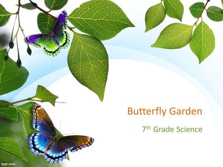 Butterfly Garden 7 th Grade Science. Butterfly Journey  mation_fall2013_roosts.html