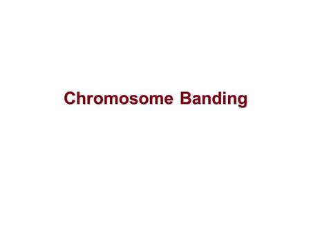 Chromosome Banding. Introduction - the earliest techniques stained chromosomes uniformly, and only allowed a few chromosomes of unusual size or shape.