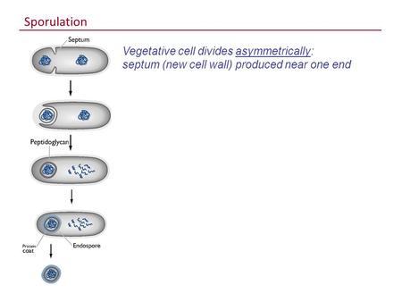 Sporulation Vegetative cell divides asymmetrically: septum (new cell wall) produced near one end.