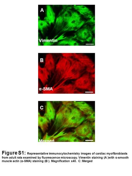 C Merged α-SMA Vimentin A B Figure S1: Representative immunocytochemistry images of cardiac myofibroblasts from adult rats examined by fluorescence microscopy.