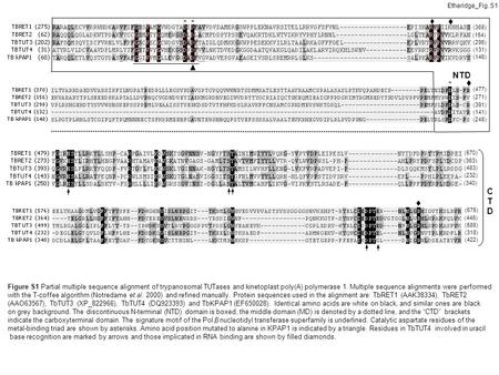 Etheridge_Fig. S1 NTD * * (368) (154) (296) (131) (146) (477) (271) (391) (141) (248) CTDCTD (570) (363) (483) (232) (340) (675) (446) (588) (318) (422)