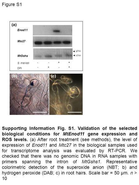 Figure S1 Enod11 Mtc27 MtGshs cDNA gDNA S. meliloti DPI --++ - + + - Supporting Information Fig. S1. Validation of the selected biological conditions for.