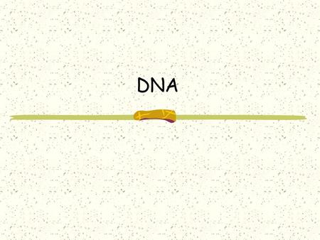 DNA What is DNA? DNA stands for deoxyribonucleic acid It stores all of our genetic information It’s function is to tell the cell what proteins to make.