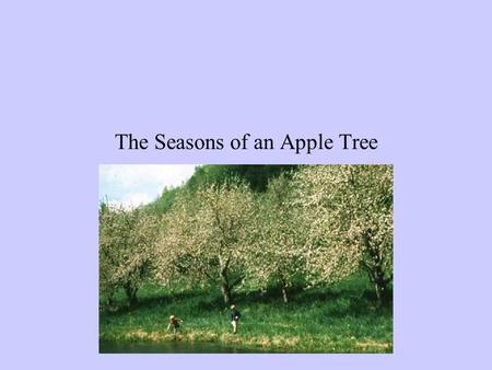 The Seasons of an Apple Tree I Love to go Apple Picking We drive past our favorite apple orchard at least four times a year –once in each season.