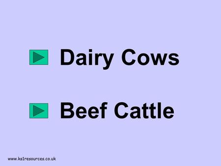 Www.ks1resources.co.uk Dairy Cows Beef Cattle. www.ks1resources.co.uk Milk tankers take the milk from the dairy farm to the nearest milk processing plant.