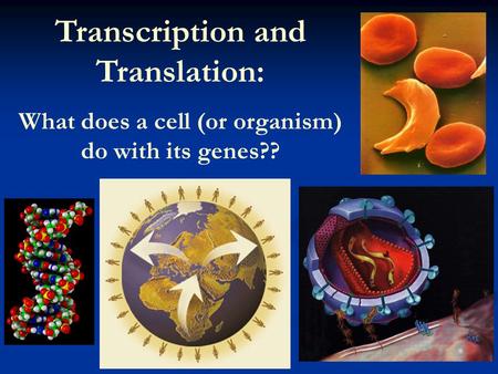 Transcription and Translation: What does a cell (or organism) do with its genes??