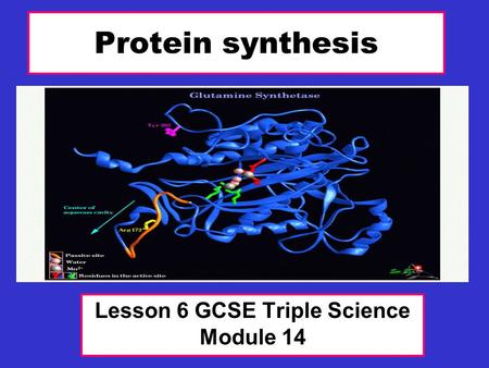 Protein synthesis Lesson 6 GCSE Triple Science Module 14.