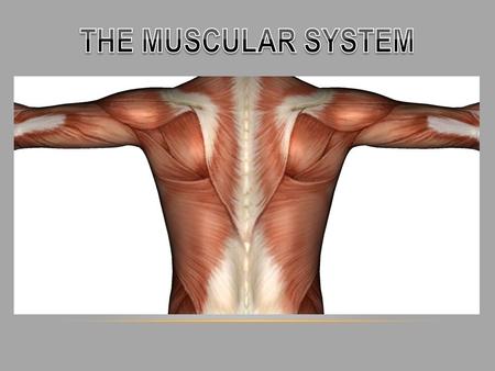 OVERVIEW - How many muscles are in the human body? - There are 640 muscles in the human body. - What is a muscle? - A tissue that is made of cells or.