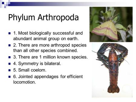 Phylum Arthropoda 1. Most biologically successful and abundant animal group on earth. 2. There are more arthropod species than all other species combined.