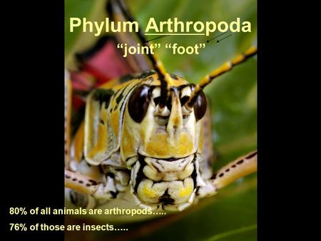 Phylum Arthropoda “joint” “foot” 80% of all animals are arthropods….. 76% of those are insects….. www.onacd.ca.