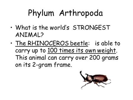 Phylum Arthropoda What is the world’s STRONGEST ANIMAL? The RHINOCEROS beetle: is able to carry up to 100 times its own weight. This animal can carry over.