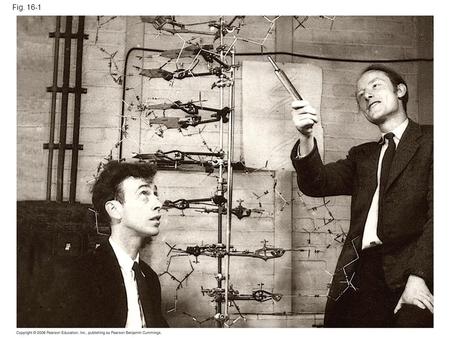 Fig. 16-1. DNA – lots of it in a small space DNA – A Historical Perspective 1865 – Gregor Mendel – “Father of Heredity” 1869 – Johann Miescher (Swiss.