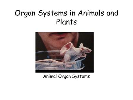 Organ Systems in Animals and Plants Animal Organ Systems.