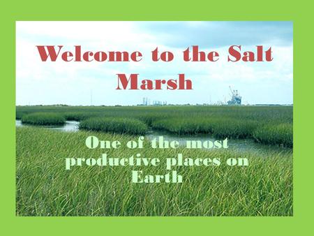 Welcome to the Salt Marsh One of the most productive places on Earth.