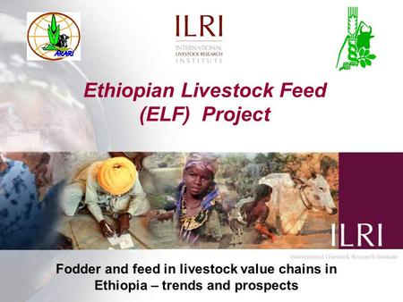 Ethiopian Livestock Feed (ELF) Project Fodder and feed in livestock value chains in Ethiopia – trends and prospects.