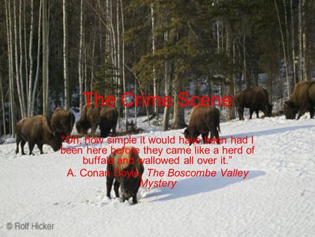 The Crime Scene “Oh, how simple it would have been had I been here before they came like a herd of buffalo and wallowed all over it.” A. Conan Doyle, The.
