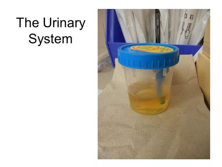 The Urinary System.