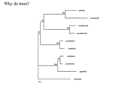 Why do trees?. Phylogeny 101 OTUsoperational taxonomic units: species, populations, individuals Nodes internal (often ancestors) Nodes external (terminal,