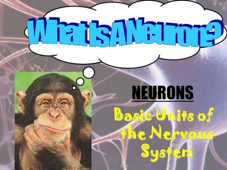 NEURONS Basic Units of the Nervous System. _________________ - A cell that conducts electrochemical signals “COMMUNICATIONS SPECIALIST”