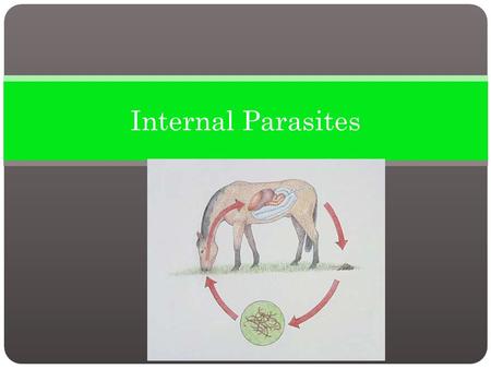 Internal Parasites. An internal parasite lives at least part of its life cycle inside the host. There are more than 150 types of internal parasites that.