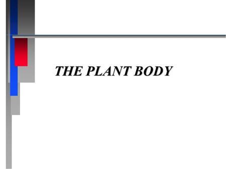 THE PLANT BODY. Meristems Meristems n In flowering plants cells originate from regions of active cell division known as meristems. n The cells arising.