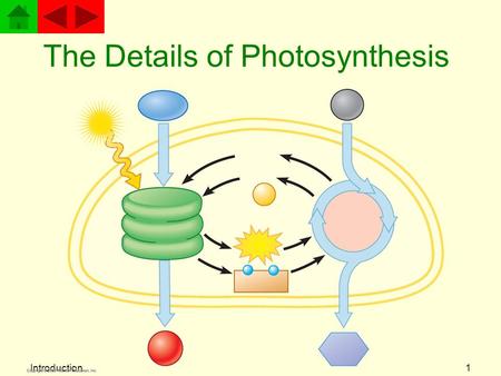 Introduction1 The Details of Photosynthesis Introduction2 Lesson Objectives You will be able to explain seven of the energy transformations that occur.