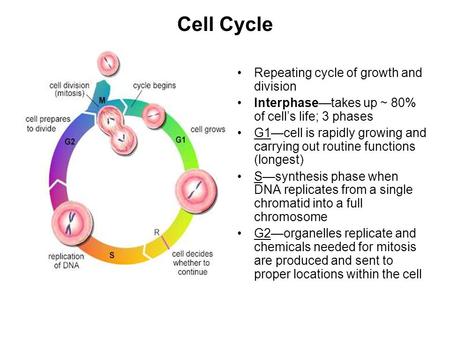 Cell Cycle Repeating cycle of growth and division Interphase—takes up ~ 80% of cell’s life; 3 phases G1—cell is rapidly growing and carrying out routine.