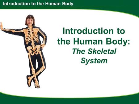 Introduction to the Human Body Introduction to the Human Body: The Skeletal System.