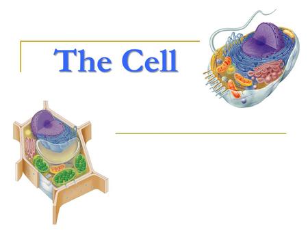 The Cell Why study cells? organisms are made up of cells cells do all the work of life!