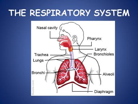 THE RESPIRATORY SYSTEM