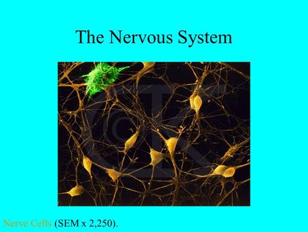 The Nervous System Nerve Cells (SEM x 2,250)..