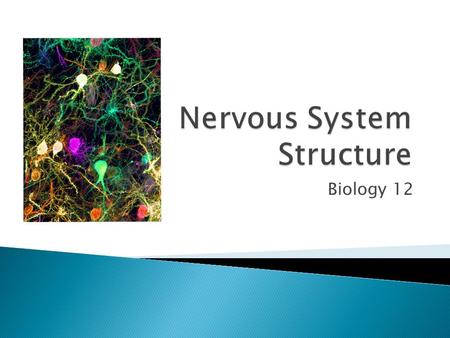 Nervous System Structure