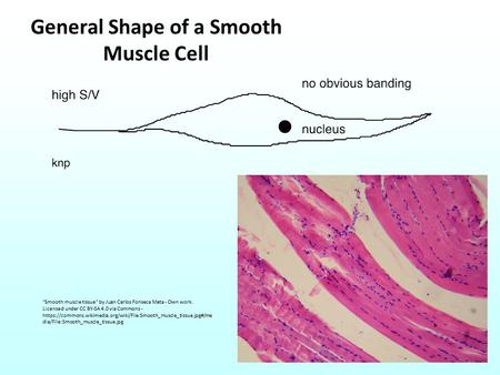 General Shape of a Smooth Muscle Cell Smooth muscle tissue by Juan Carlos Fonseca Mata - Own work. Licensed under CC BY-SA 4.0 via Commons - https://commons.wikimedia.org/wiki/File:Smooth_muscle_tissue.jpg#/me.