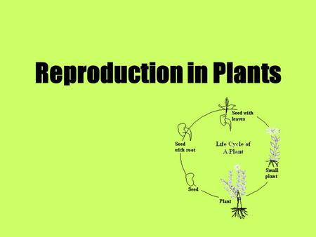 Reproduction in Plants. Recap what we have learnt so far