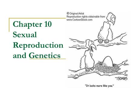 Chapter 10 Sexual Reproduction and Genetics