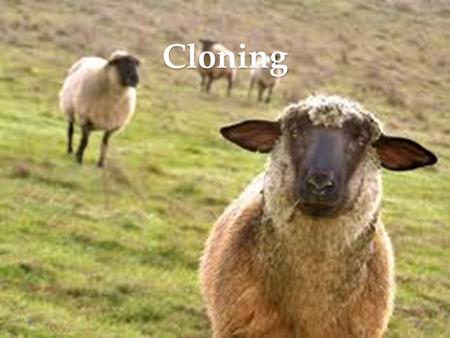 Cloning. Cloning Cloning is the process of forming identical genetic offspring from a single cell. It is a natural process that happens daily in nature.