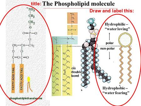 The Phospholipid molecule Hydrophilic – “water loving” Hydrophobic – “water fearing” Draw and label this: title: