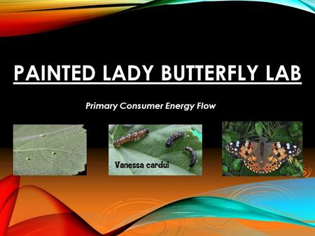 Painted Lady Butterfly Lab