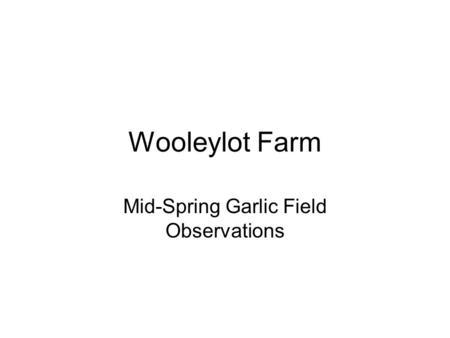 Wooleylot Farm Mid-Spring Garlic Field Observations.