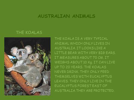 AUSTRALIAN ANIMALS THE KOALAS THE KOALA IS A VERY TYPICAL ANIMAL WHICH ONLY LIVES IN AUSTRALIA. IT LOOKS LIKE A LITTLE BEAR WITH VERY BIG EARS. IT MEASURES.