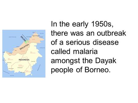 In the early 1950s, there was an outbreak of a serious disease called malaria amongst the Dayak people of Borneo.