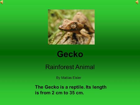 Gecko Rainforest Animal By Matías Eisler The Gecko is a reptile. Its length is from 2 cm to 35 cm.