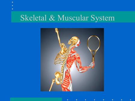 Skeletal & Muscular System