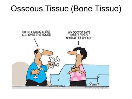 Osseous Tissue (Bone Tissue). 1. Cells Osteocytes— mature bone cells Osteoblasts— bone-forming cells (germ cells or “bud” cells) Osteoclasts —bone-destroying.