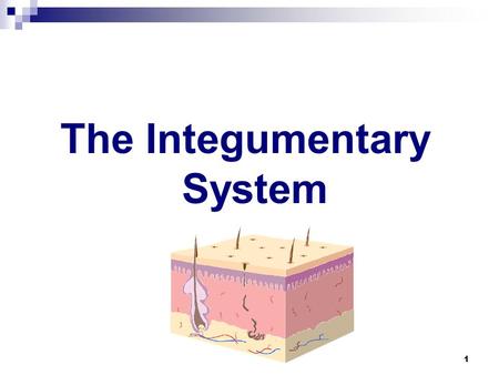 The Integumentary System