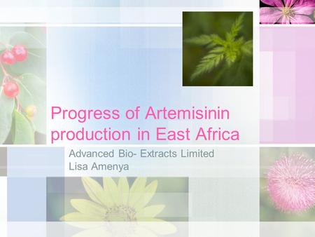 Progress of Artemisinin production in East Africa Advanced Bio- Extracts Limited Lisa Amenya.