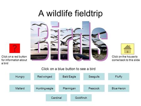 A wildlife fieldtrip HungryRed wingedBald EagleSeagullsFluffy MallardHunting eaglePtarmiganPeacockBlue Heron CardinalGoldfinch Click on a red button for.