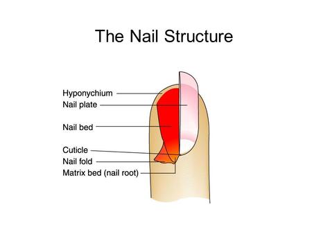 The Nail Structure. The Nail Structure/Cross Section.