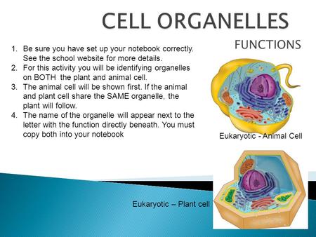 FUNCTIONS 1.Be sure you have set up your notebook correctly. See the school website for more details. 2.For this activity you will be identifying organelles.